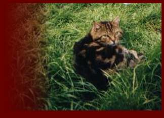 Parsley the cat