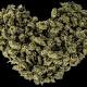 8 Best Marijuana Strains that Act as Aphrodisiacs