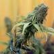 Bridgewater ban recreational marijuana sales but allow cultivation
