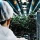 Canopy Growth Donates $2.5 million to Cannabis for Opioid Addiction Research