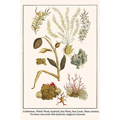 'Cnidarians White Weed Hydroid Sea Plant Sea Laces' by Albertus Seba Graphic Art Size: 36" H x 24" W x 1.5" D