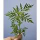 Duncan: Municipalities banking on provincial grants to control ragweed