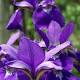 Garden advice: How to care for bearded iris after they bloom