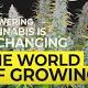 How Autoflowering Cannabis is Changing the World of Growing