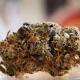 Joy to the weed! Marijuana legalization comes bearing gifts | The ...