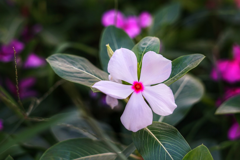 madagascar periwinkle, billygoat weed, tropical periwinkle