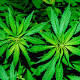 Marijuana Bill C-45 Gets the Green Light From the Senate!