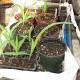 Mary Lowther column: Planting space-hog corn in garden is worth it
