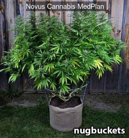 Novus Cannabis MedPlan save on all your cannabis meds:...