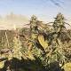 Over 900 illegal marijuana plants seized at 3 different Hesperia locations