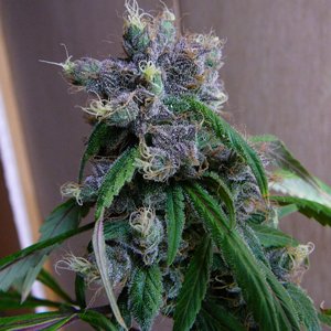 RT @viajesmarihuana: Blue Skunk Special - hybrid cannabis marijuana weed...