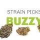 Strain Picks: What to Smoke For a Perfect Buzz