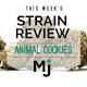 Strain Review: Animal Cookies