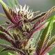 The Secrets of Colorful Cannabis Revealed: Here's Why Some Strains Turn Purple