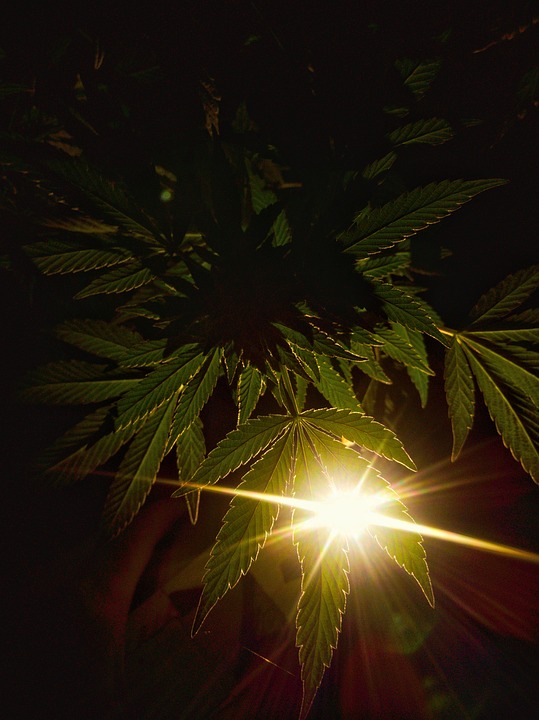 weed, chronic, marijuana