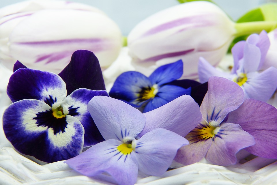 400–500, violet, tulip