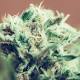 6 Most Popular Marijuana Strains in Alaska