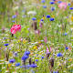A simple guide to the wildflowers of Britain
