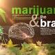 Africa's weed race? Zimbabwe second country to legalize medicinal marijuana
