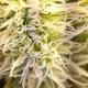 Bizarre Cannabis Strains With Unusual Growth Characteristics