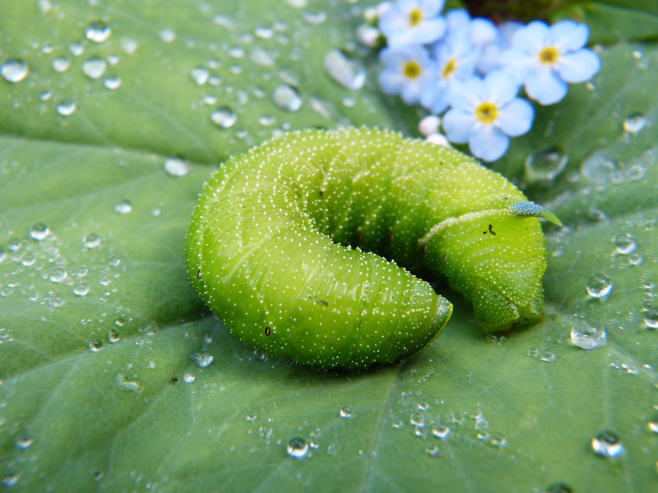 caterpillar, green, nature