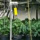 Christchurch home converted into 'cannabis warehouse'