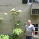 Don't touch that plant! Giant hogweed can cause burns, blindness