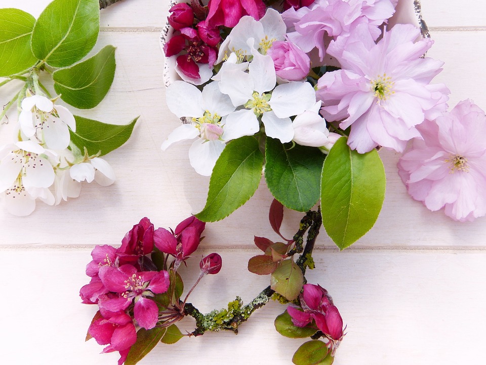 flowers, spring, fruit tree