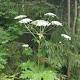 Giant hogweed found at Kent Park in Webster