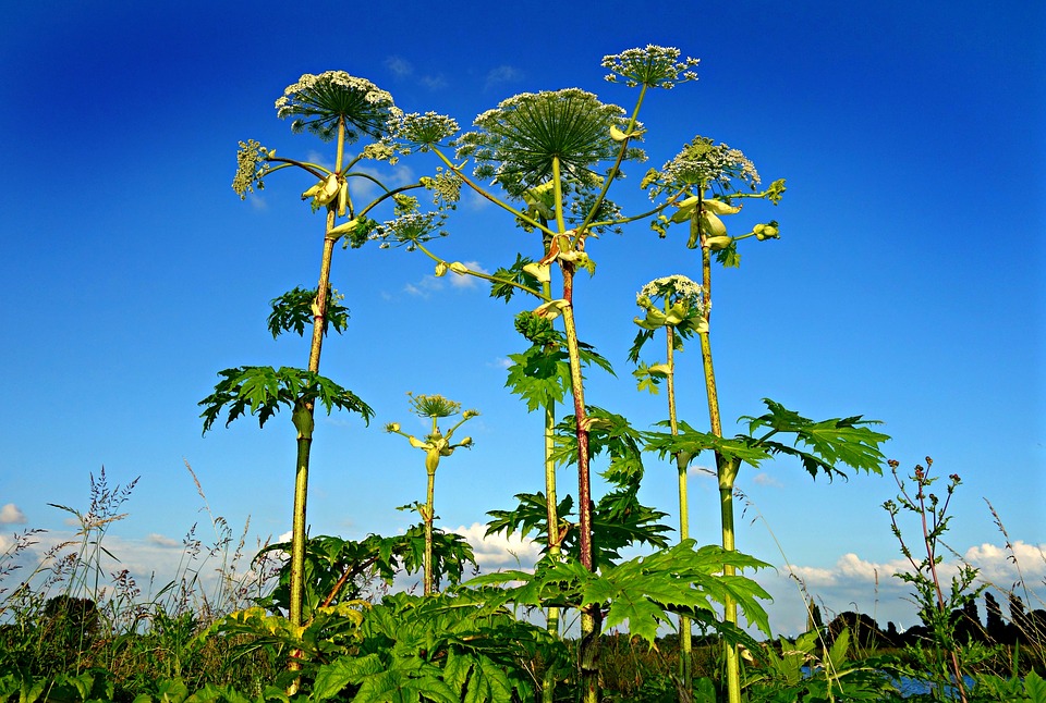 giant hogweed plant heracleum wildflower poisonous toxic wild skin blisters death blindness rural skies blue skies giant hogweed giant hogweed giant hogweed giant hogweed giant hogweed