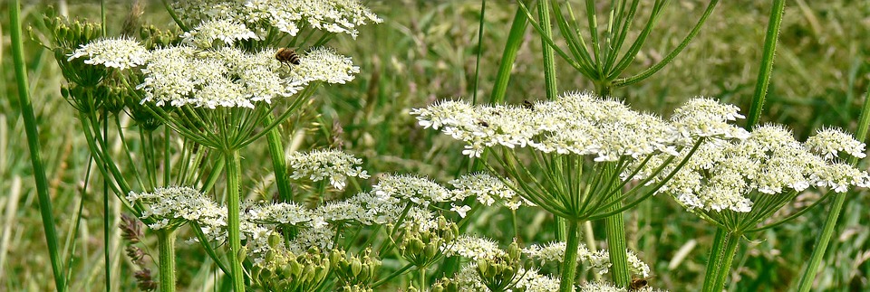 giant hogweed, white, meadow