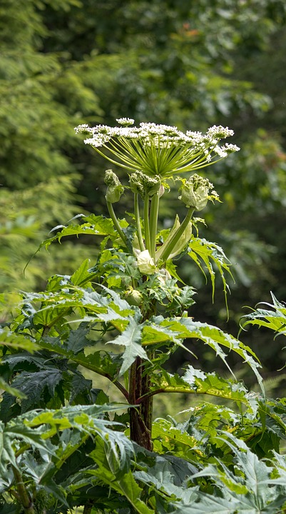 hogweed, poisonous plant, nature