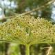 How to protect yourself from hogweed, a plant that can burn and blind you