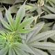 Legaler Cannabis-Anbau hat eine fatale Nebenwirkung