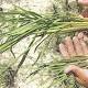 New herbicide Loyant hurts rice crops