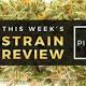Pineapple Marijuana Strain Review