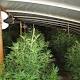 Police take down 300-pound marijuana grow in the backyard of a ...