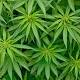 Public shareholders got high today on Tilray, the first marijuana ...