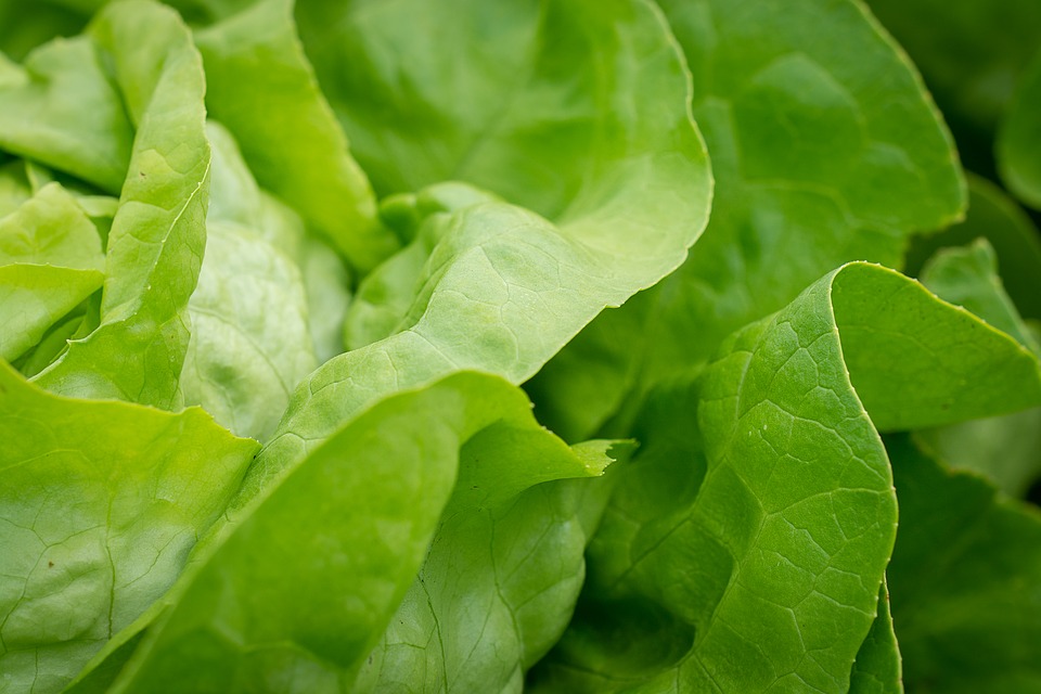 salad, lettuce leaves, lettuce