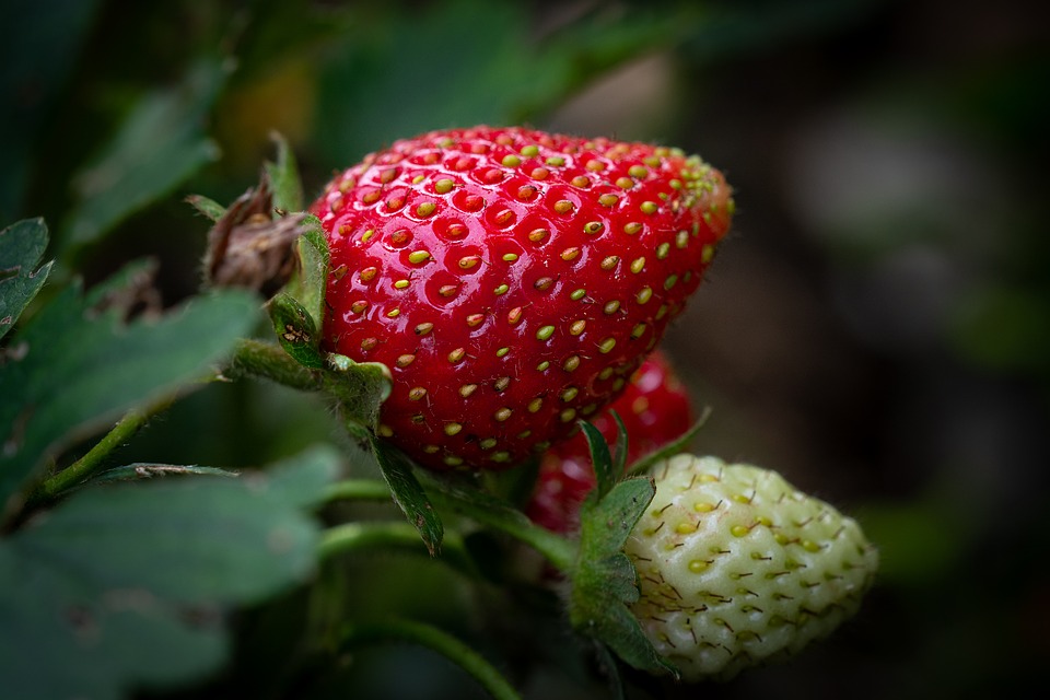 strawberry, ripening process, garden