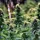 The Cannabis Origin: What Is a Landrace Strain?
