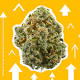 The Top Trending Cannabis Strains in Massachusetts