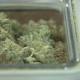 Torpy at Large: Man grows pot. Admits it. Jury sends him home