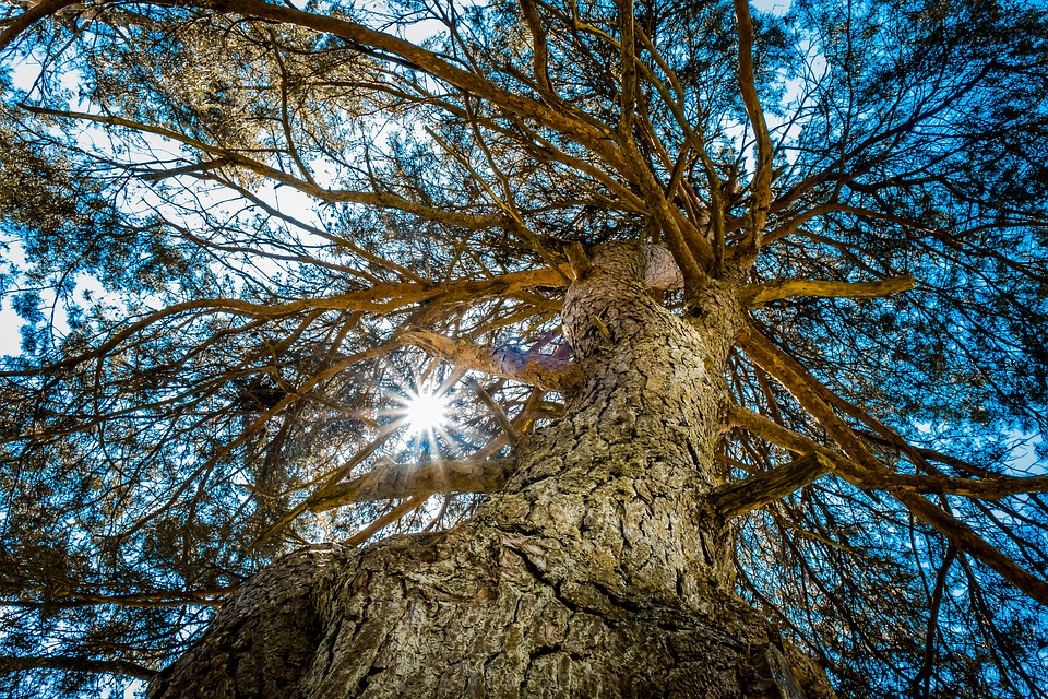 tree, sun, branch
