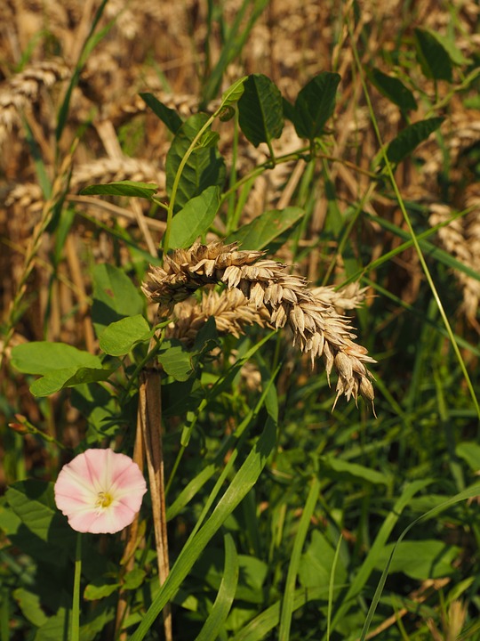 wheat, field, spike