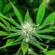 7 Best States to Grow Marijuana In