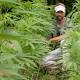 As first crop of SC hemp nears harvest, scores of farmers line up for scarce permits