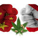 China Is Blaming Canada For Its Cannabis Problem But Is Producing 50% Of The World's Supply