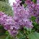 Late Summer Gardening Tips: Managing Lilacs, Weeds And Homegrown Produce