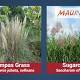Maui Now : Noxious Weed is Wide-Spread on Maui, Eradication ...